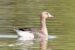 1-Oie rieuse | Anser albifrons | Greater White-fronted Goose